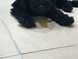Siyah Toy Poodle