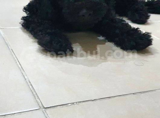 Siyah Toy Poodle görsel