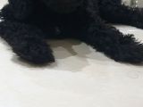 Siyah Toy Poodle