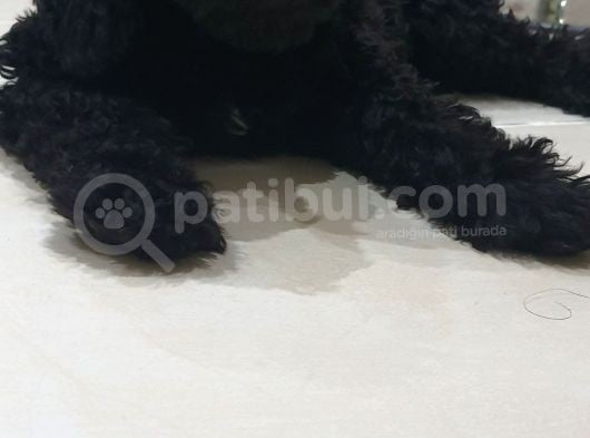 Siyah Toy Poodle görsel