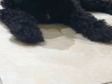 Siyah Toy Poodle
