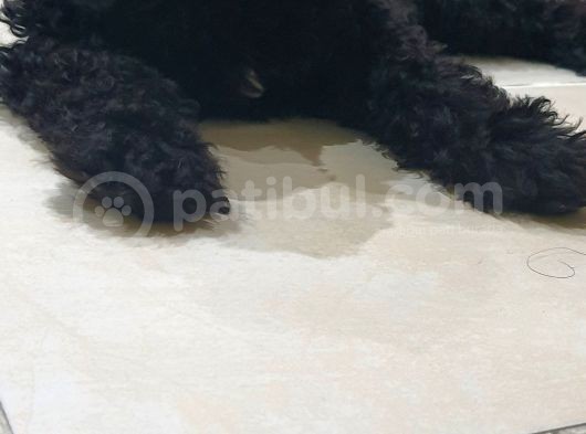 Siyah Toy Poodle görsel