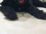 Siyah Toy Poodle
