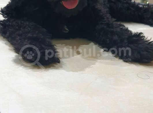 Siyah Toy Poodle
