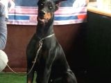Dişi-Erkek Avrupa Dobermann Yavruları