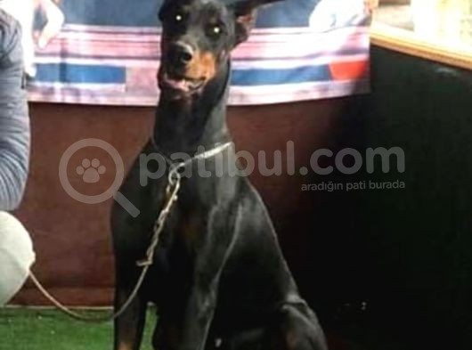 Dişi-Erkek Avrupa Dobermann Yavruları görsel
