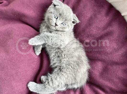Scottish Blue Point görsel
