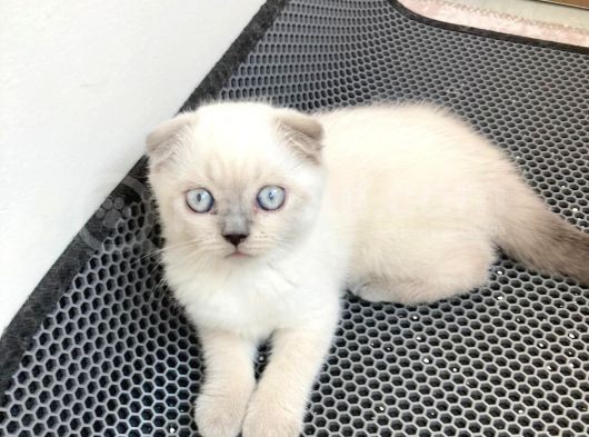 Son 2 Di̇şi̇ Blue Poi̇nt ! görsel