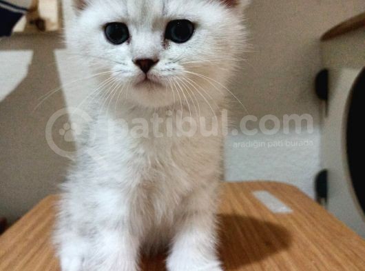 Yakişikli Si̇lver Son 2 Yavrumuz görsel