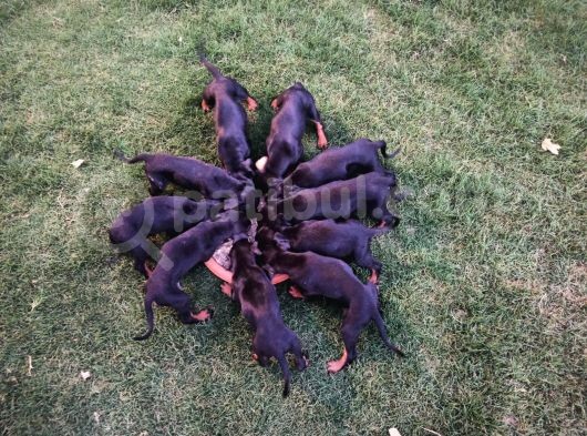 Dişi-Erkek Avrupa Dobermann Yavruları görsel