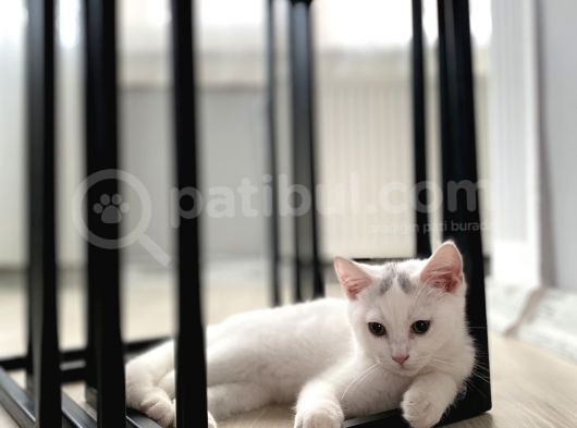 British Shorthair görsel