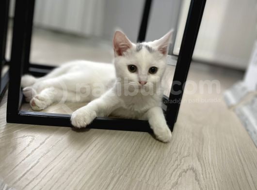 British Shorthair görsel
