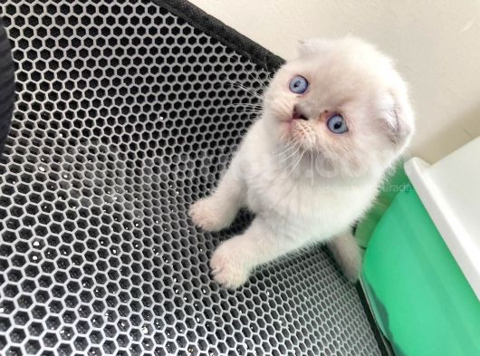 Son 2 Di̇şi̇ Blue Poi̇nt ! görsel