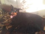 Dişi-Erkek Avrupa Dobermann Yavruları