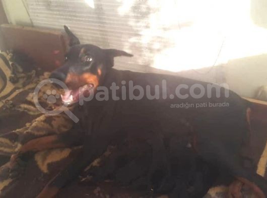 Dişi-Erkek Avrupa Dobermann Yavruları görsel