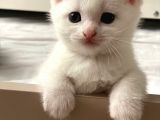 Beyaz Prens