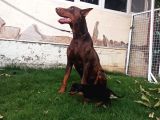 Dişi-Erkek Avrupa Dobermann Yavruları