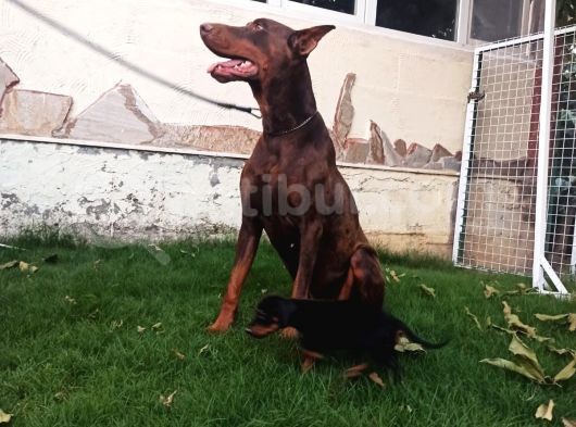 Dişi-Erkek Avrupa Dobermann Yavruları görsel