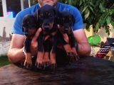 Dişi-Erkek Avrupa Dobermann Yavruları