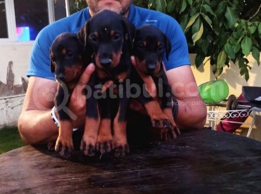 Dişi-Erkek Avrupa Dobermann Yavruları görsel