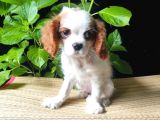Cavalier Yavrumuz