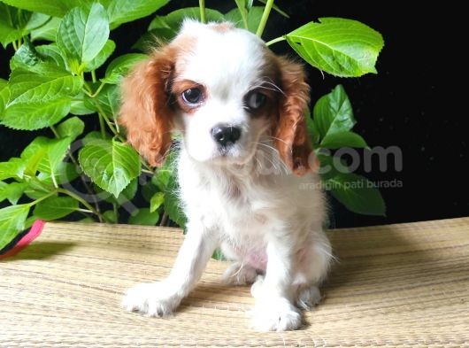 Cavalier Yavrumuz