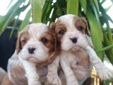 Cavalier King Chales Yavruları