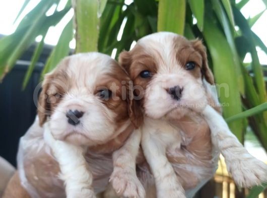 Cavalier King Chales Yavruları
