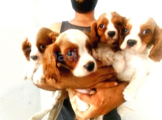 Cavalier King Chales Yavruları görsel