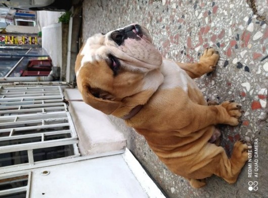 Cavalier King Chales Yavruları görsel