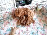 Anne Altından Rezerve Toy Poodle Bebekler