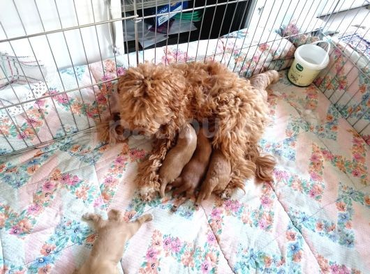 Anne Altından Rezerve Toy Poodle Bebekler