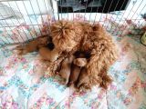 Anne Altından Rezerve Toy Poodle Bebekler