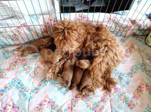 Anne Altından Rezerve Toy Poodle Bebekler görsel
