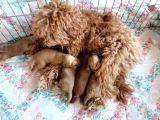 Anne Altından Rezerve Toy Poodle Bebekler