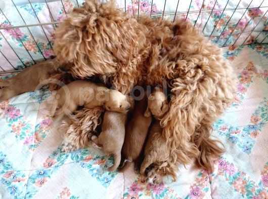 Anne Altından Rezerve Toy Poodle Bebekler görsel