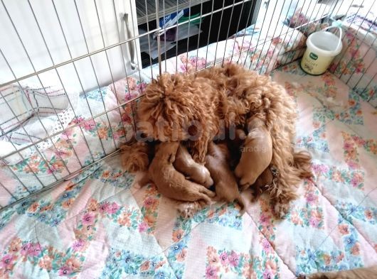 Anne Altından Rezerve Toy Poodle Bebekler görsel