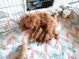 Anne Altından Rezerve Toy Poodle Bebekler