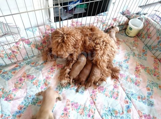 Anne Altından Rezerve Toy Poodle Bebekler görsel