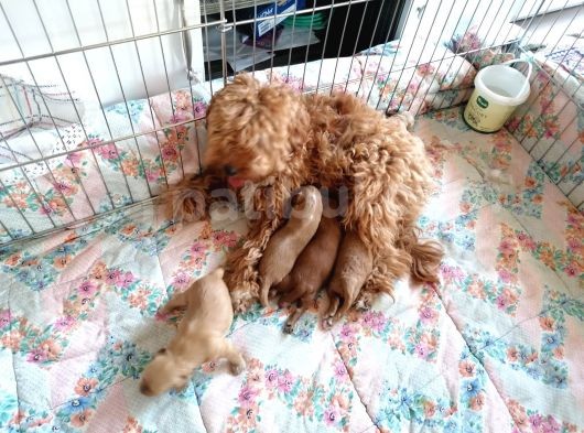 Anne Altından Rezerve Toy Poodle Bebekler görsel