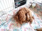 Anne Altından Rezerve Toy Poodle Bebekler