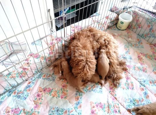 Anne Altından Rezerve Toy Poodle Bebekler görsel