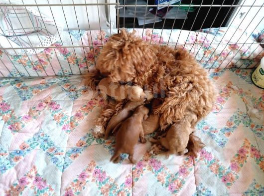 Anne Altından Rezerve Toy Poodle Bebekler görsel