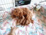Anne Altından Rezerve Toy Poodle Bebekler