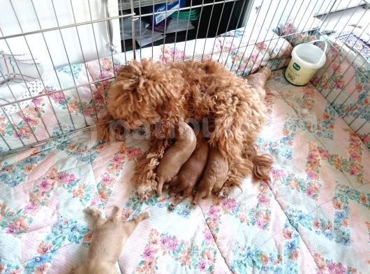 Anne Altından Rezerve Toy Poodle Bebekler görsel