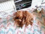 Anne Altından Rezerve Toy Poodle Bebekler