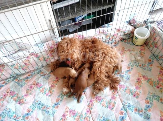Anne Altından Rezerve Toy Poodle Bebekler görsel