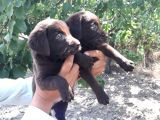 Labrador