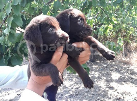 Labrador