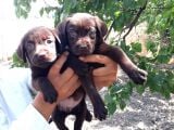 Labrador